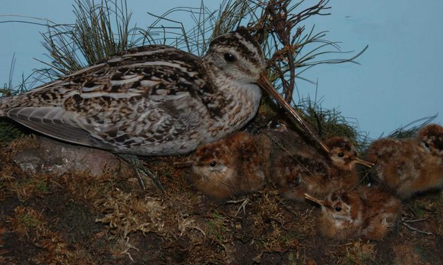  pennsnipe [640x480].JPG 